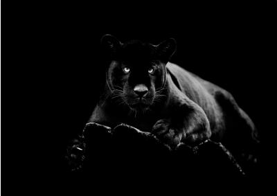 Black Panther Glass over Foil