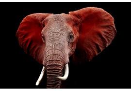 Red Elephant Glass over Foil,Brandywine Showcase
