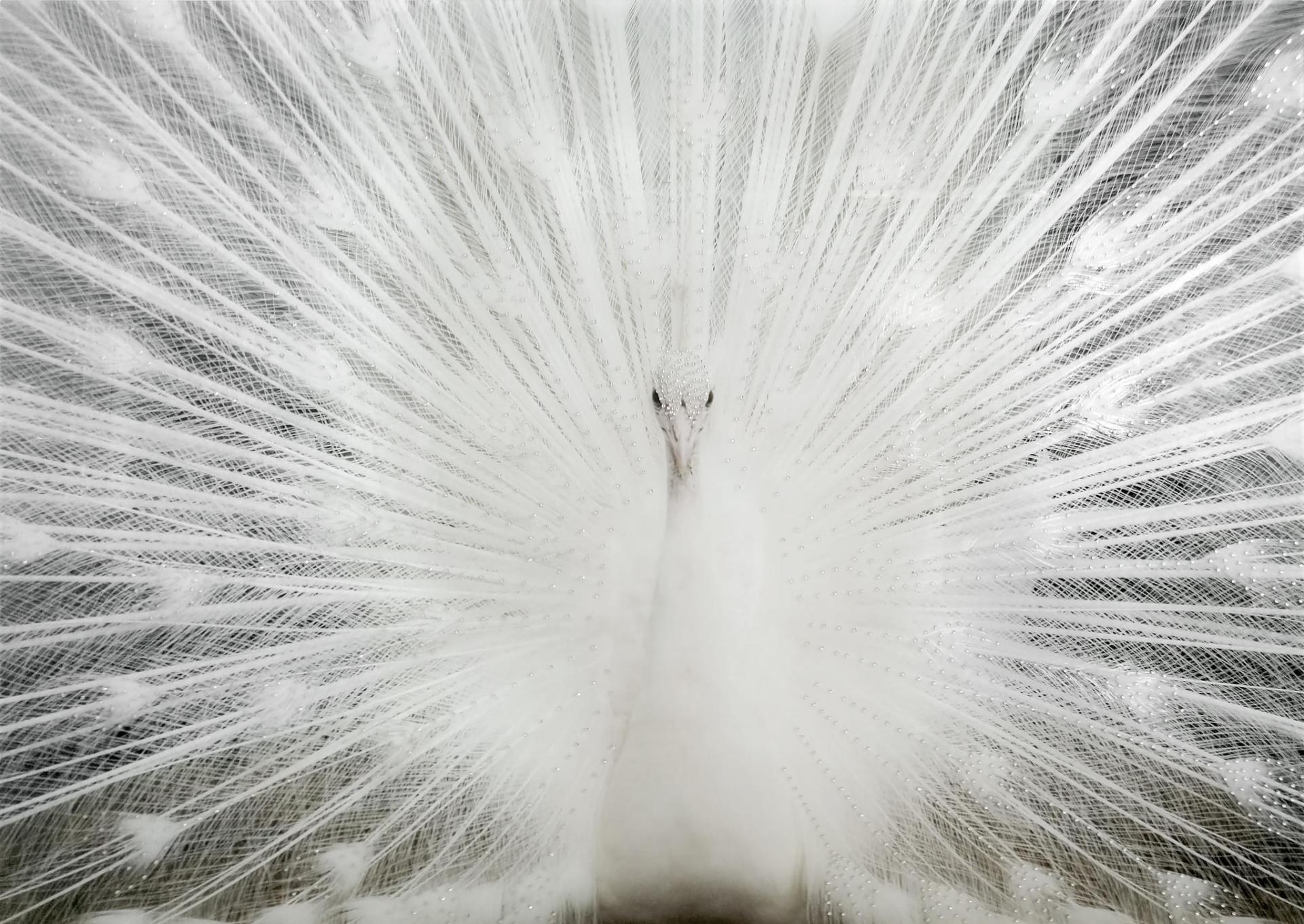 White Peacock W/ Rhinestones Glass over Foil,Brandywine Showcase