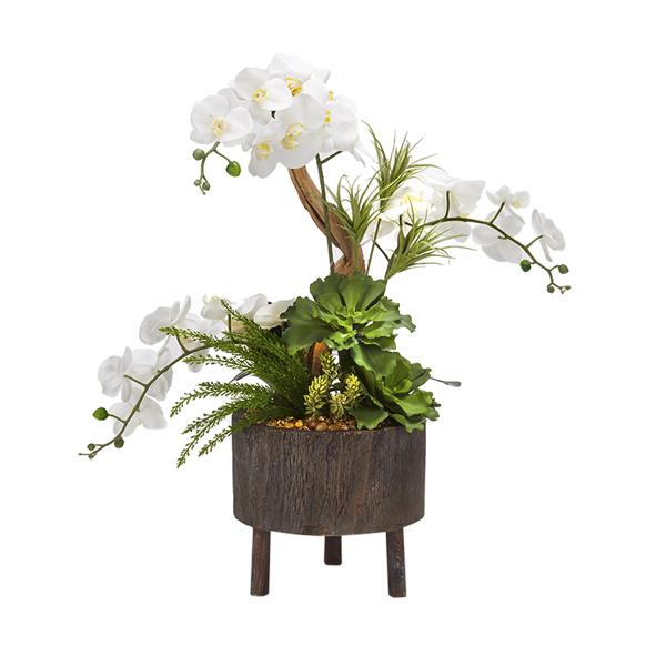 White Orchid,DW Silks