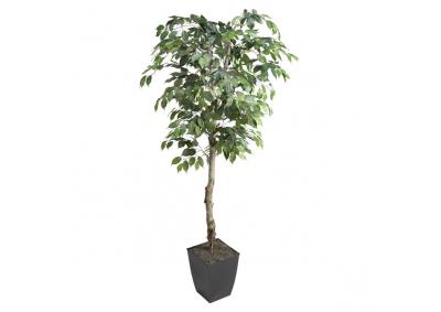 Image for Ficus Tree