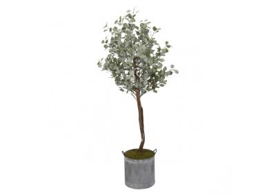 Image for Eucalyptus Tree In 