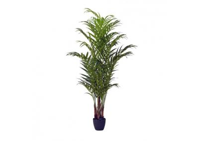 Image for 8' Palm with pot