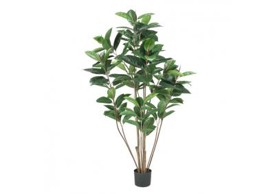 Image for 5' Potted Rubber tree 