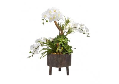 Image for White Orchid