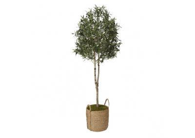 Image for Olive Tree